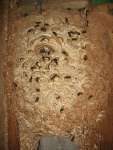 Wasps Nest